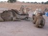 sejour-raquette-dans-le-massif-du-mgoun-et-rando-chameliere-au-desert-15j-5-640px